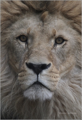<p>LEV PUSTINNÝ (PANTHERA leo) ZOO Dresden (Německo)</p>
